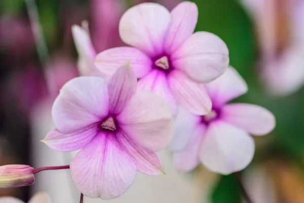 Orquídea rosa e branca — Fotografia de Stock