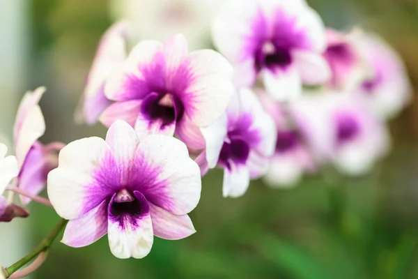 Rosa und weiße Orchidee — Stockfoto