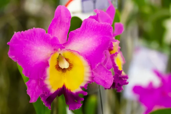 Orquídea rosa y amarilla — Foto de Stock