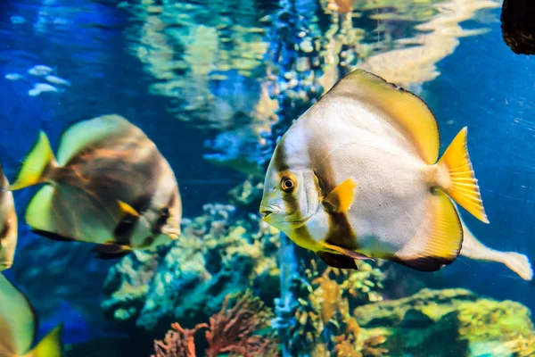 Branco angelfish preto listrado cauda amarela — Fotografia de Stock