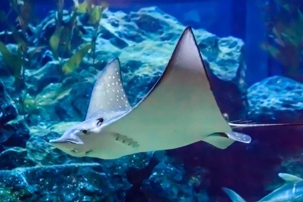 Eagle stingray — Stock Photo, Image