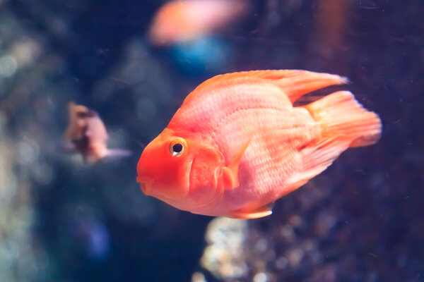 Goldfish in water