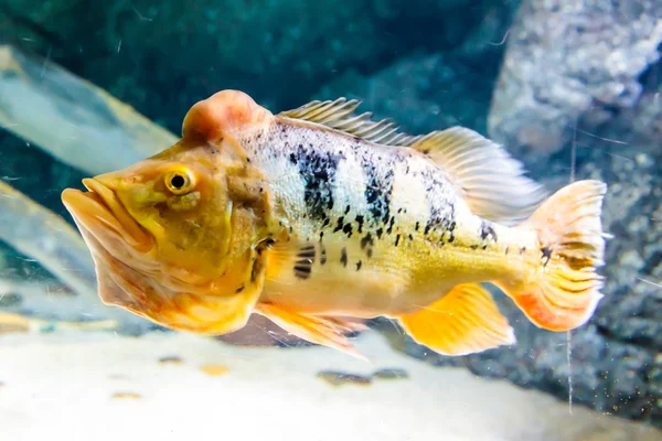 Orange peacock bas fisk — Stockfoto