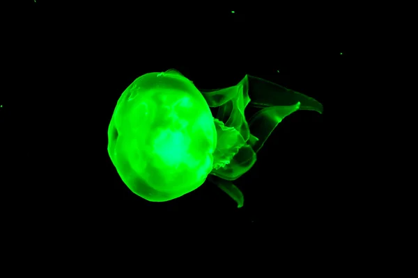 Зелёные медузы — стоковое фото