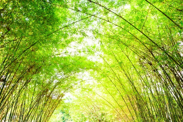 Arc de bambou fond — Photo