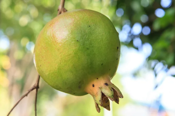 Nezralá granátová jablka — Stock fotografie
