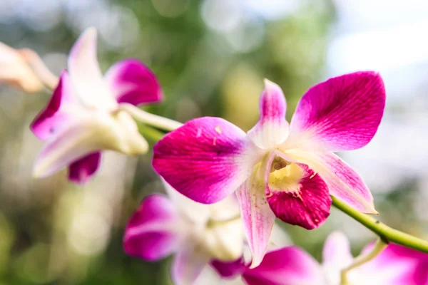 Rózsaszín és fehér orchidea — Stock Fotó