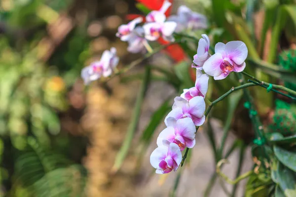 Fehér és rózsaszín orchidea — Stock Fotó