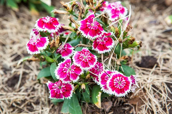 Rosa dianthus — Stockfoto