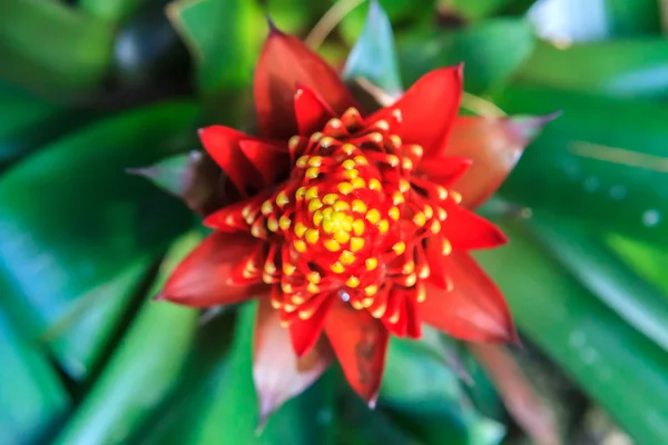 Red match stick bromeliad — Stock Photo, Image