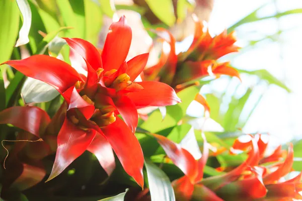 Kırmızı maç sopa bromeliad — Stok fotoğraf