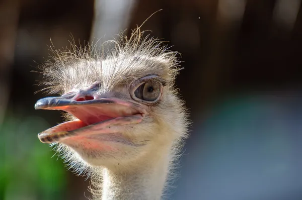 Ostrich head — Stock Photo, Image