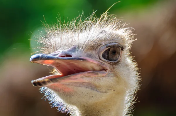 Ostrich head — Stock Photo, Image