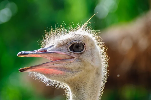 Cabeça de avestruz — Fotografia de Stock