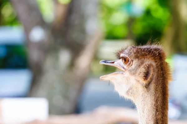 Ostrich head — Stock Photo, Image