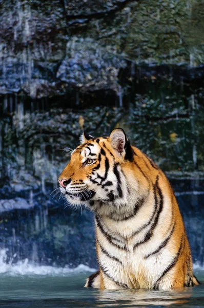 Tiger in the water — Stock Photo, Image