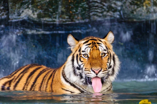 Tijger in het water — Stockfoto