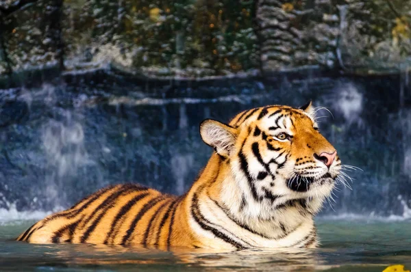 Tigre na água — Fotografia de Stock