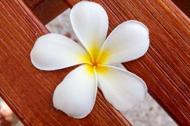 ahşap üzerine beyaz frangipani çiçek