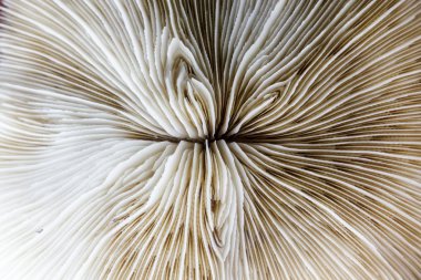 soyut desen ölü mercan