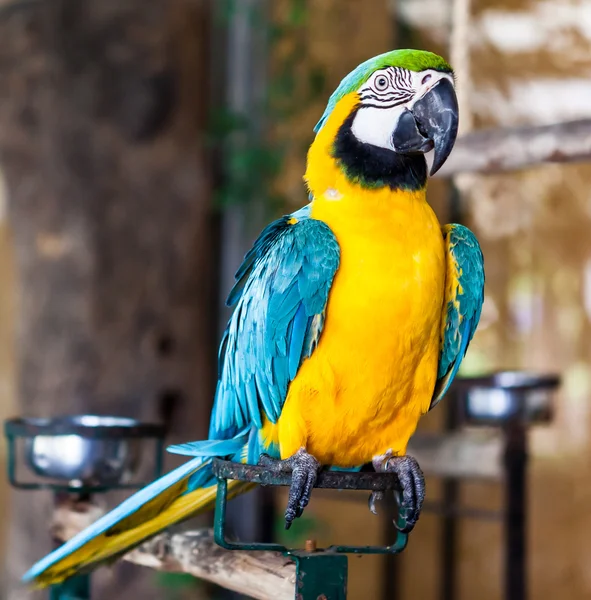 Blue wing macaw — Stock Photo, Image