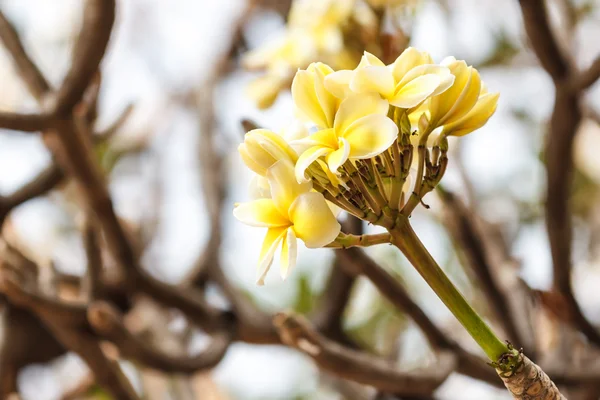 Vit frangipani — Stockfoto