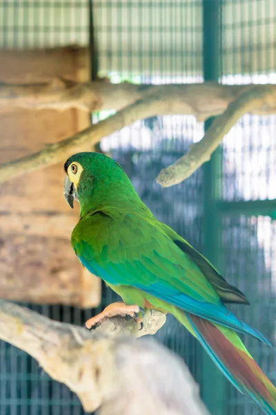 Grüner Ara — Stockfoto