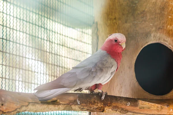 Citron crested cockatoo — Stockfoto