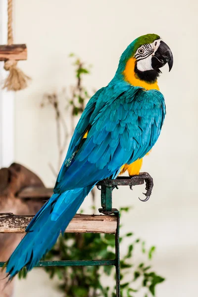 Blue wing macaw — Stock Photo, Image