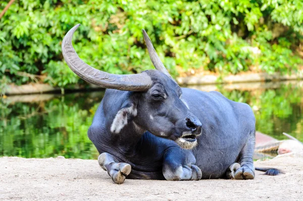 Yerde yatan buffalo — Stok fotoğraf