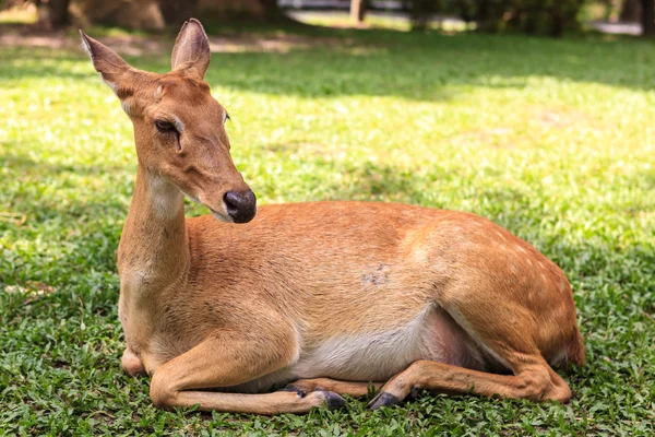 Weibliche Antilope am Boden — Stockfoto