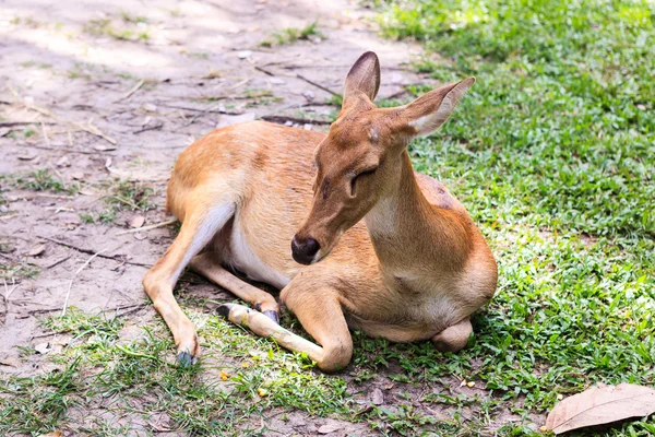 Weibliche Antilope am Boden — Stockfoto