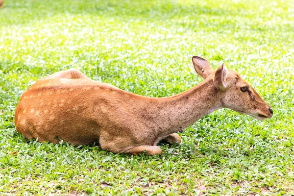 Weibliche Antilope am Boden — Stockfoto