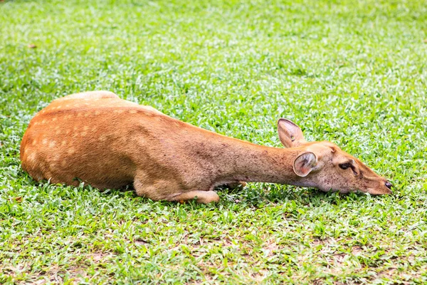 Female antelope on ground — Stock Photo, Image
