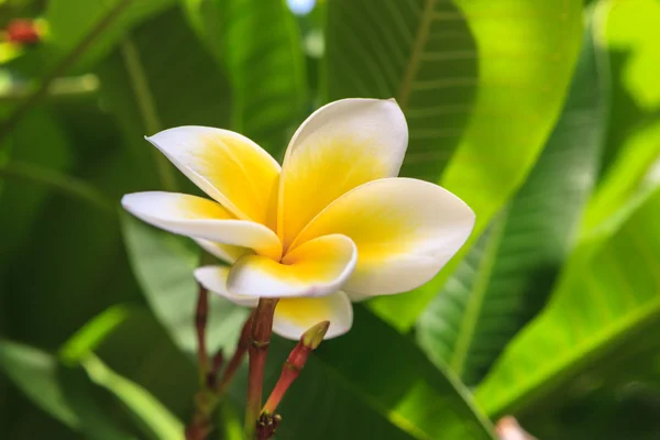 Frangipani branco na árvore — Fotografia de Stock