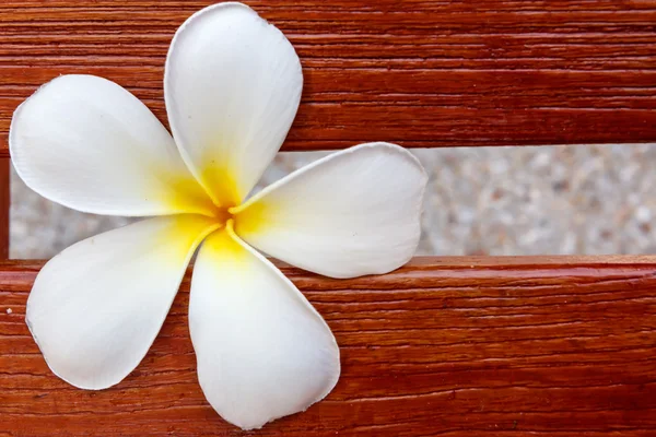 Ahşap üzerine beyaz frangipani çiçek — Stok fotoğraf