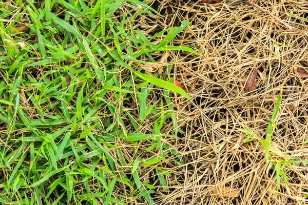 新鮮で乾いた草färska och torra gräs — ストック写真