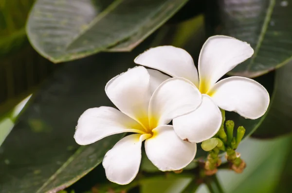 Vit frangipani blomma på träd — Stockfoto