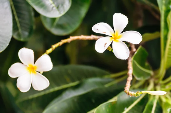 Vit frangipani blomma på träd — Stockfoto