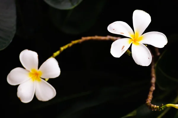 Två vita frangipani blommor — Stockfoto