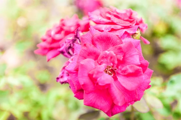 Růžové růže na stromě — Stock fotografie