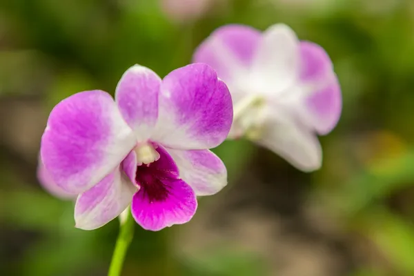 Iki beyaz mor orkide çiçeği — Stok fotoğraf