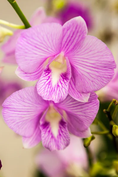 Flores roxas brancas da orquídea — Fotografia de Stock