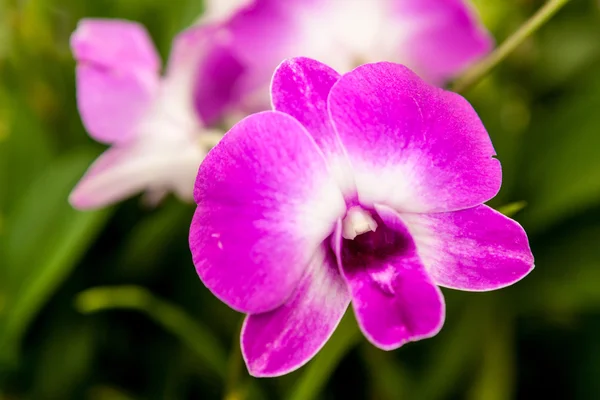 Lilla hvid orkide blomst - Stock-foto