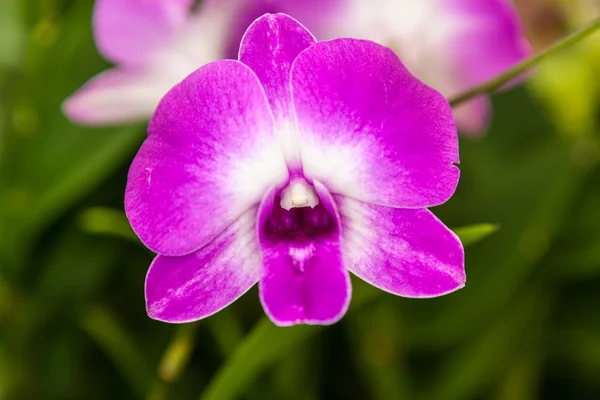 Flor de orquídea blanca púrpura — Foto de Stock