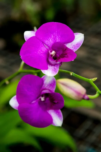 Dos flores de orquídea púrpura — Foto de Stock
