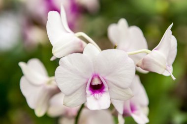 beyaz mor orkide çiçek