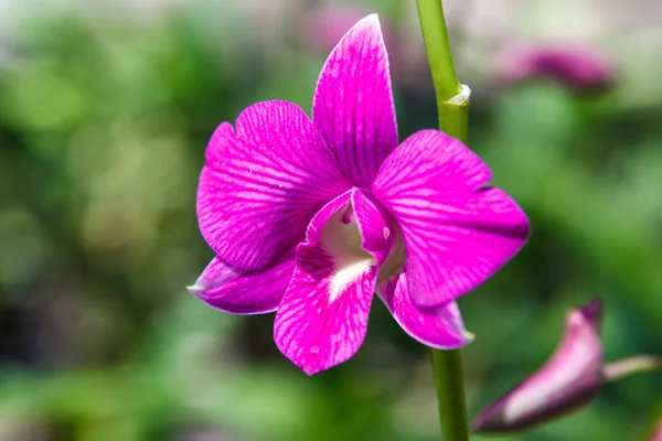 Flores brancas roxas da orquídea — Fotografia de Stock
