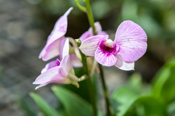 Fehér lila orchidea virágok — Stock Fotó