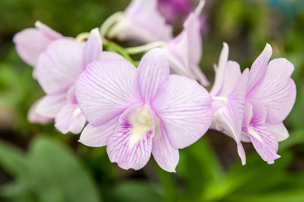 Hvide lilla orkide blomster - Stock-foto